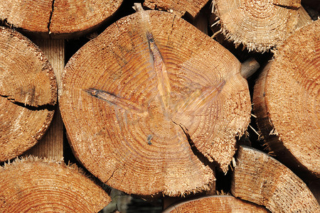 林业工业树木砍伐和木材采伐