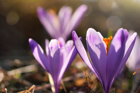 行人更在春山外摄影照片_阳光透过生长在春干草中的野生紫黄花番红花变色的花瓣
