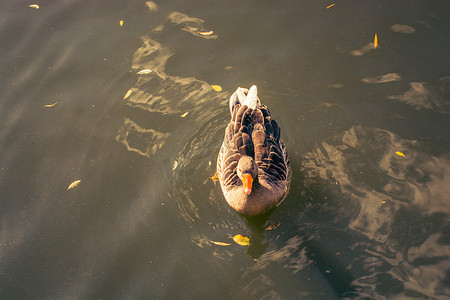 野鸭在池塘里游泳