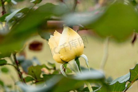 色彩缤纷的美丽玫瑰（花瓣、叶子、花蕾和开放的花朵）