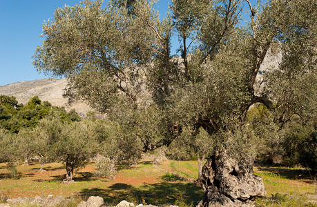 百年好合文字摄影照片_百年橄榄树