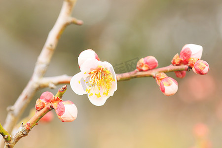 UME 日本梅花