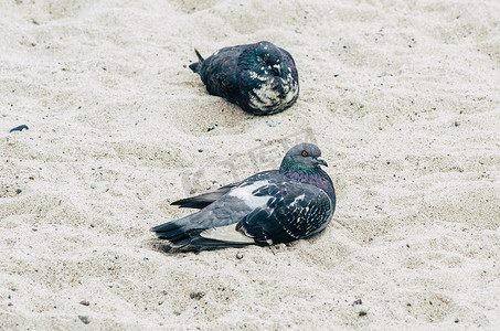 沙滩上的鸽子。