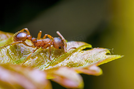 蝴蝶蚂蚁摄影照片_草地上植物上的一只小蚂蚁昆虫