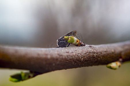飞翔蜻蜓摄影照片_三月在我的自然季节花园里飞翔