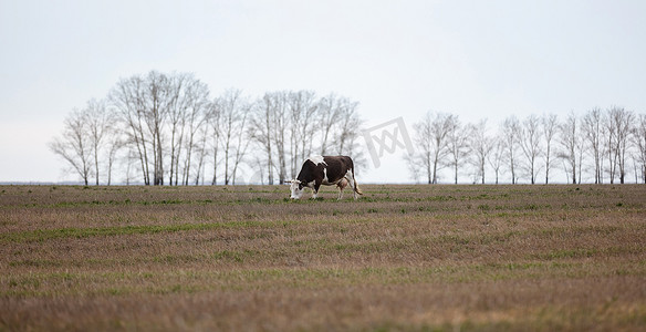 金色母牛摄影照片_远处一头黑白相间的母牛在田野中的侧面照片。