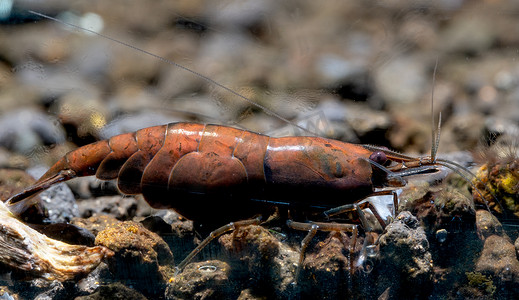 关闭红玛瑙矮虾或 NEOCARIDINA DAVIDI 虾在淡水水族箱的水生土壤中寻找食物。