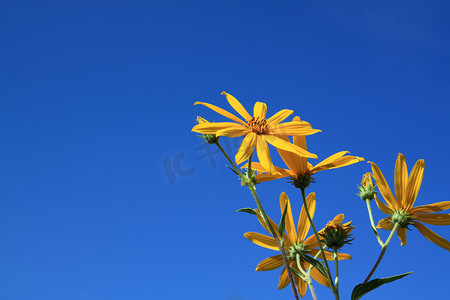 黄色的花免费摄影照片_在天体背景的黄色花