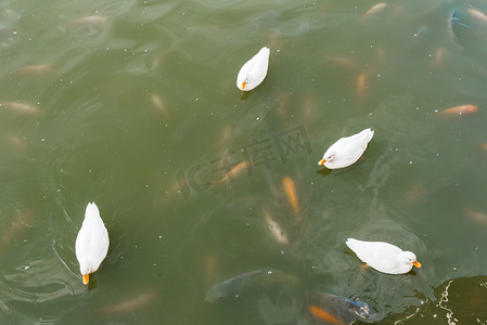四只鸭子在池塘里游泳。