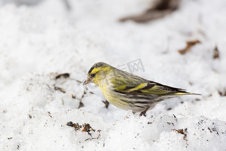 雪中​​的黄雀