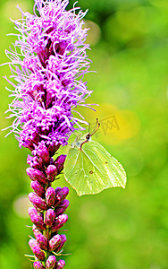 普通的硫磺蝴蝶坐在一朵紫色的花上