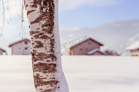 冬天，田野上白桦的雪树干