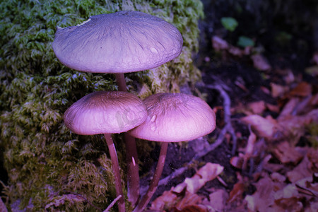 紫罗兰色的毒蘑菇从树叶、苔藓和山间的树枝中密密麻麻地冒出来。