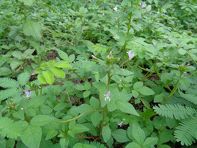 在具有自然背景的花园中特写拍摄 Cleome rutidosperma（流苏蜘蛛花）。 