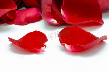 白色背景上的红色玫瑰花瓣