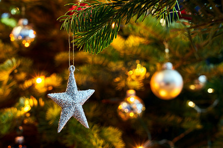 小树苗装饰摄影照片_圣诞节期间的星形云杉树装饰