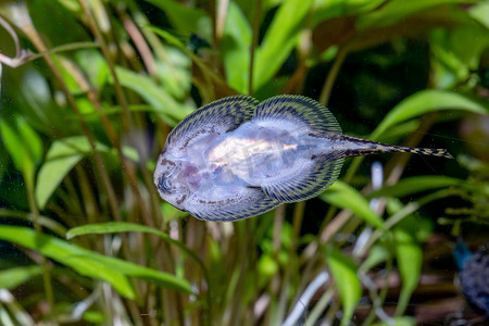 在淡水水族箱中以绿色植物为背景关闭扁平泥鳅鱼的腹部。