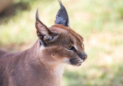 天猫双12素材摄影照片_狞猫或非洲天猫座