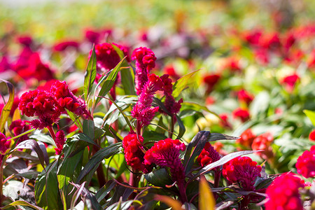 鸡冠花（Celosia Cristata）