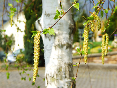 白桦花