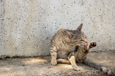 流浪猫在街上