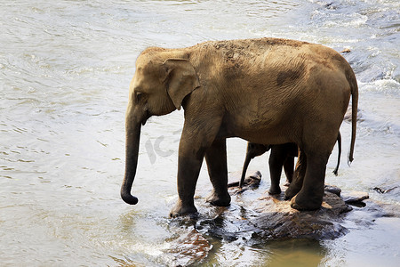 印度大象家族。