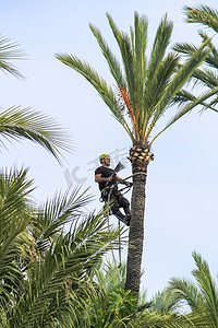 在埃尔切的棕榈树上攀爬和修剪工作的人