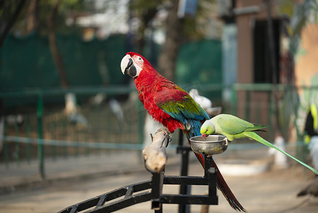 彩色鸟类摄影照片_动物园吃坚果的彩色猩红金刚鹦鹉与绿鹦鹉的肖像