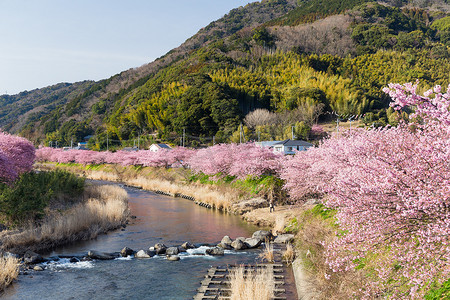 粉色花瓣元素装饰摄影照片_日本城市的樱花