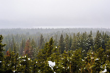 浓雾森林摄影照片_浓雾中有积雪的茂密森林。