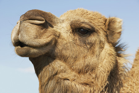 骆驼头在蓝天上的特写