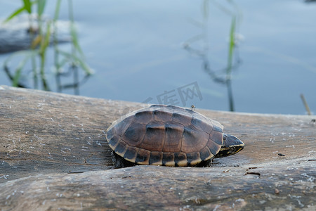 水木头摄影照片_小棕龟生活在一个小池塘的旧木头上，有文字复制空间。