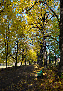 菩提树摄影照片_秋天在基辅植物园的菩提树胡同。