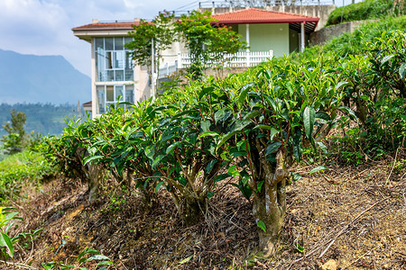 茶树，茶树特写镜头在茶园的背景