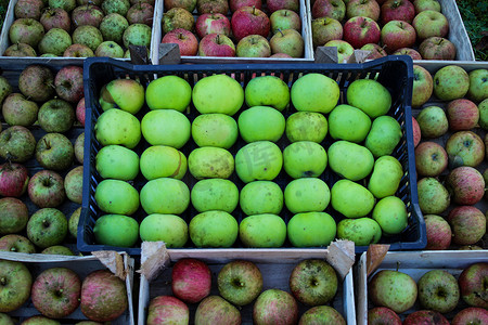 中间的一箱黄绿色苹果放在木箱里其他自产的苹果上。