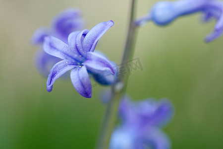 小碎花摄影照片_花