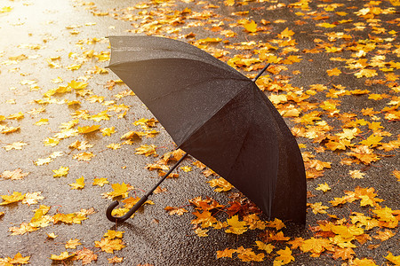有黄色叶子和伞的秋天公共公园在末端