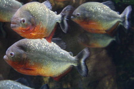 食人鱼摄影照片_一群食人鱼在水中。