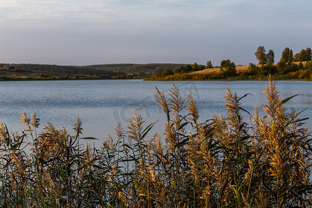 芦苇，芦苇-日光下茂密的灌木丛，模糊背景下的湖景