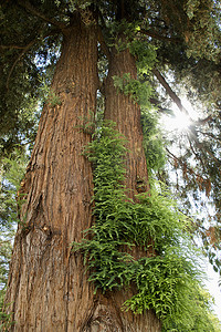 红杉树叶摄影照片_与增长的红木红杉。