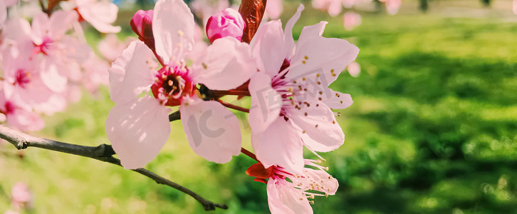 苹果树开花，春天开花