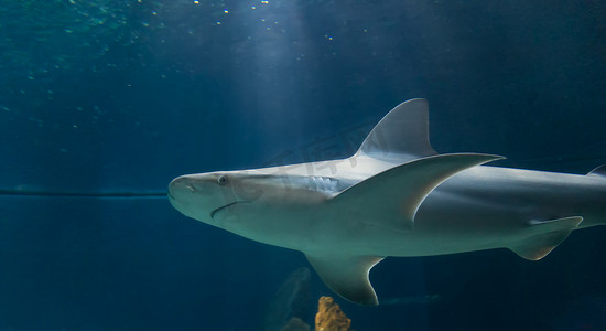 危险的鲨鱼 Underwater 古巴 Caribbean Sea