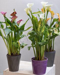 五颜六色的阿鲁姆百合花卉植物