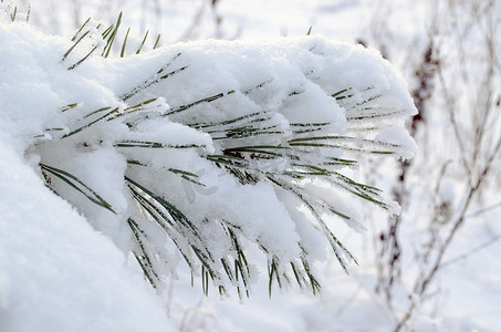 粉雪覆盖的松枝小针尖