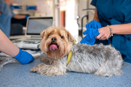 专业宠物医生对宠物救护车内的犬种约克夏犬进行超声波扫描。