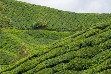 生长在金马伦高原马来西亚的茶树山茶花