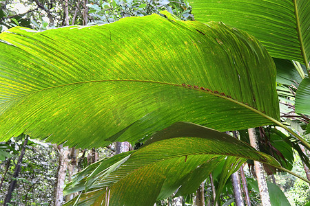 热带植物叶子摄影照片_热带植物叶子的美丽绿色特写镜头