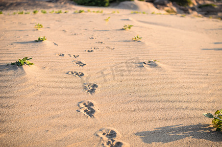 狗在沙子中追踪