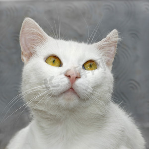 白色可爱猫咪