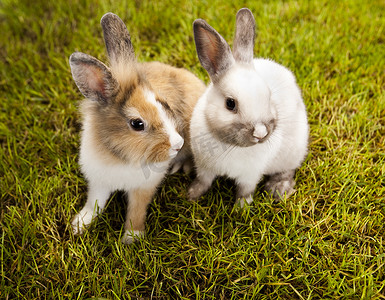 兔宝宝、兔子和绿草
